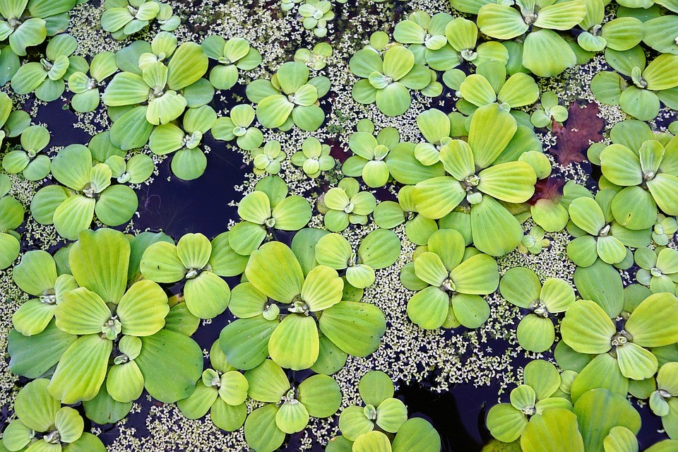 アーユルヴェーダでの水面上にいろいろな葉