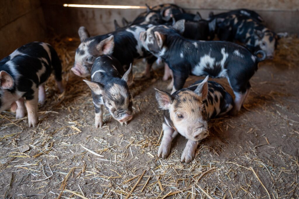 ミートフリーマンデーにおける何頭もの豚