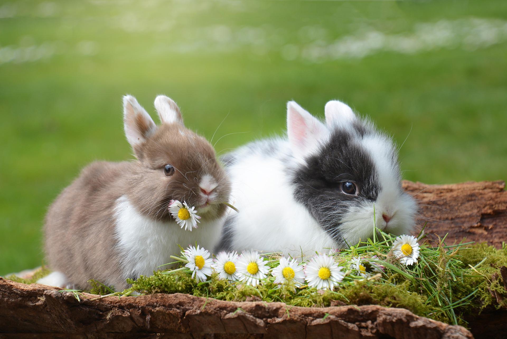 癒やし系ペット ウサギの飼い方とオススメ飼育グッズ ペット 動物 ハッピーキヌア 日本最大級のヴィーガン情報メディア