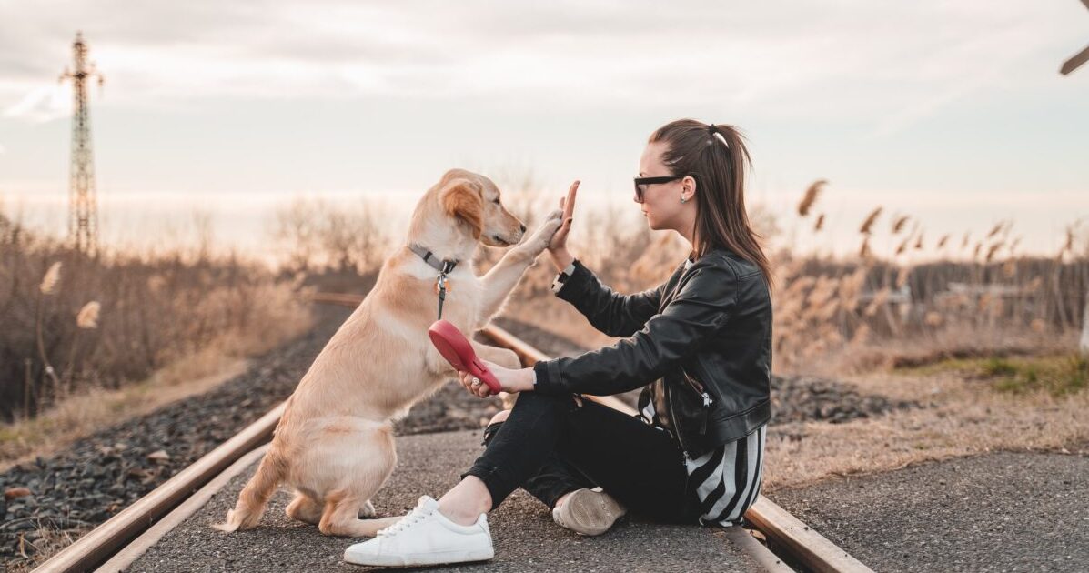 保護犬とふれあえる都内近郊の保護犬カフェ7選 ヴィーガン情報総合 ハッピーキヌア 日本最大級のヴィーガン情報メディア