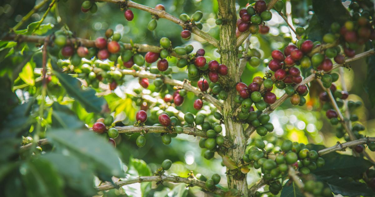 コーヒーの豆ではなく葉っぱを培養する